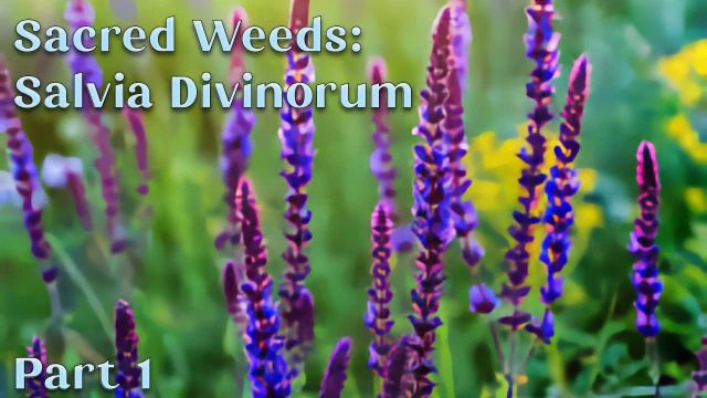 Sacred Weeds: Salvia Divinorum part 1