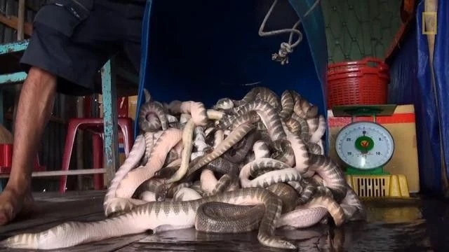 80 tons of Deadly Sea Krait Snakes sold each year