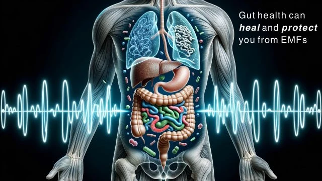 Gut Health Can Heal and Protect You From EMFs - Tom OBryan