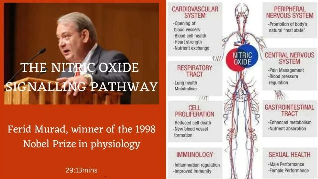 The Nitric Oxide Signalling Pathway MIRRORED