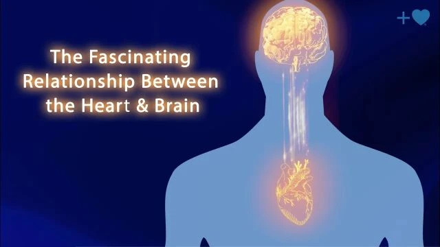 The Fascinating Relationship Between the Heart and Brain