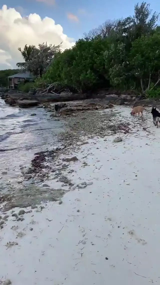 John McAfee @officialmcafee Jul 29 2020 Â· @theemrsmcafee with our dogs on the beach- A good day