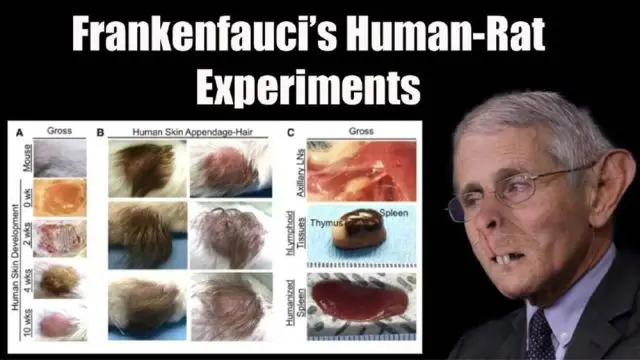 Frankenfauci's Human-Rat Experiments