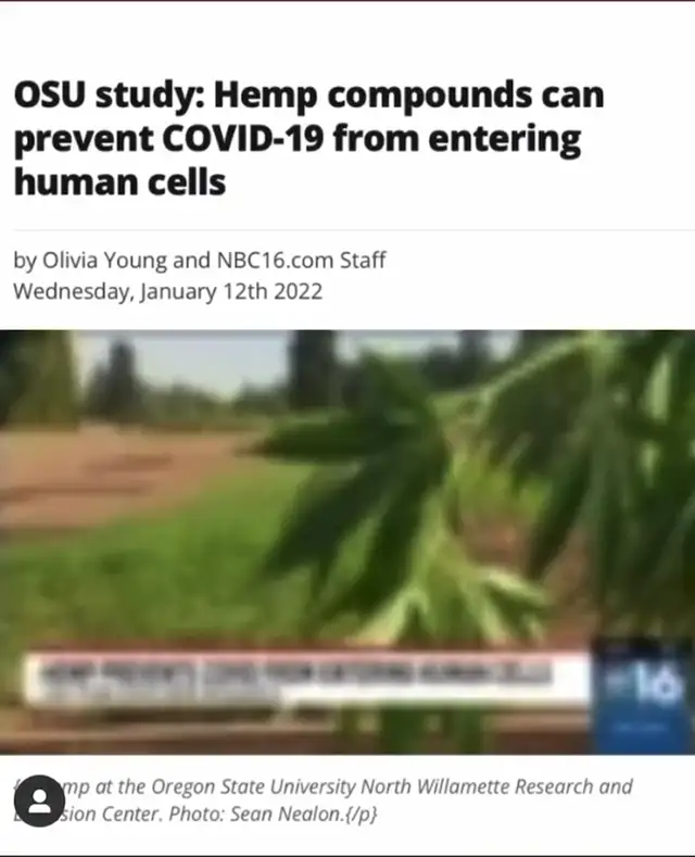 Hemp prevents COVID-19 from entering human cells