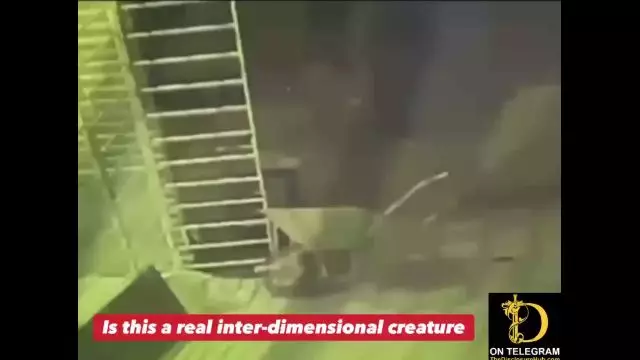 Is this a real inter-dimensional creature?!?