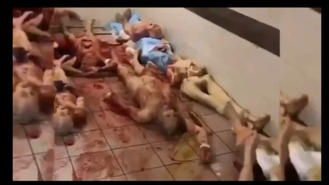 Warning extremely graphic organ harvesting and trafficking