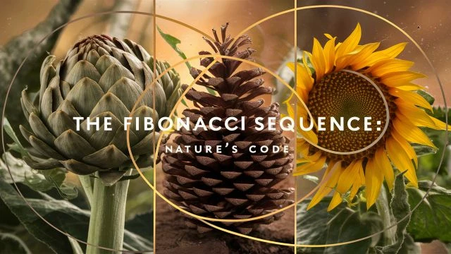 007 The Fibonacci Sequence- Nature's Code HD